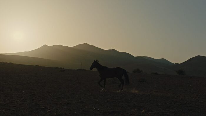 Pourquoi as-tu laissé le cheval à sa solitude ?
