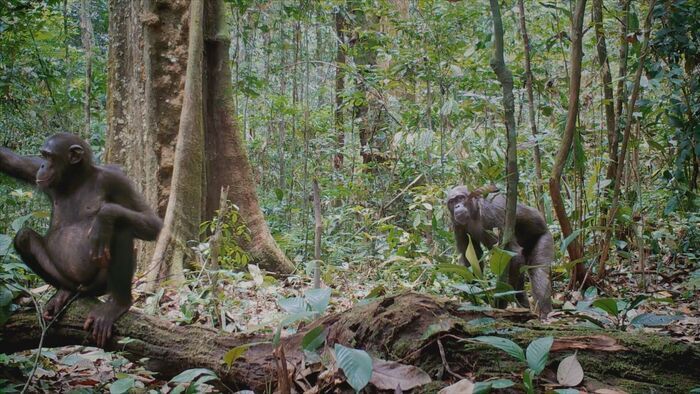 Gabon : le parc national de Moukalaba-Doudou