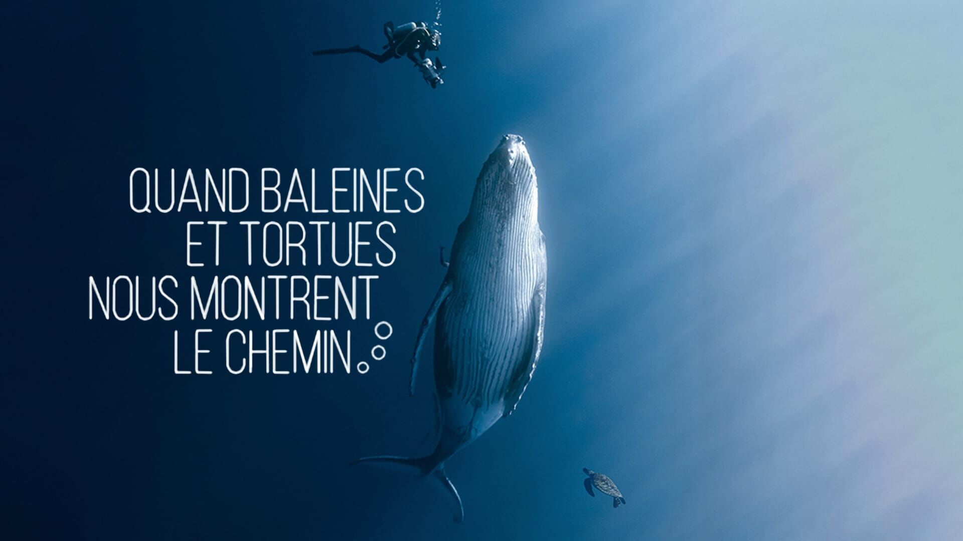 Quand baleines et tortues nous montrent le chemin