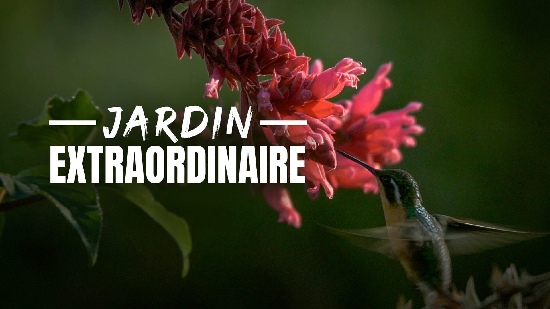 Nichoirs extraordinaires