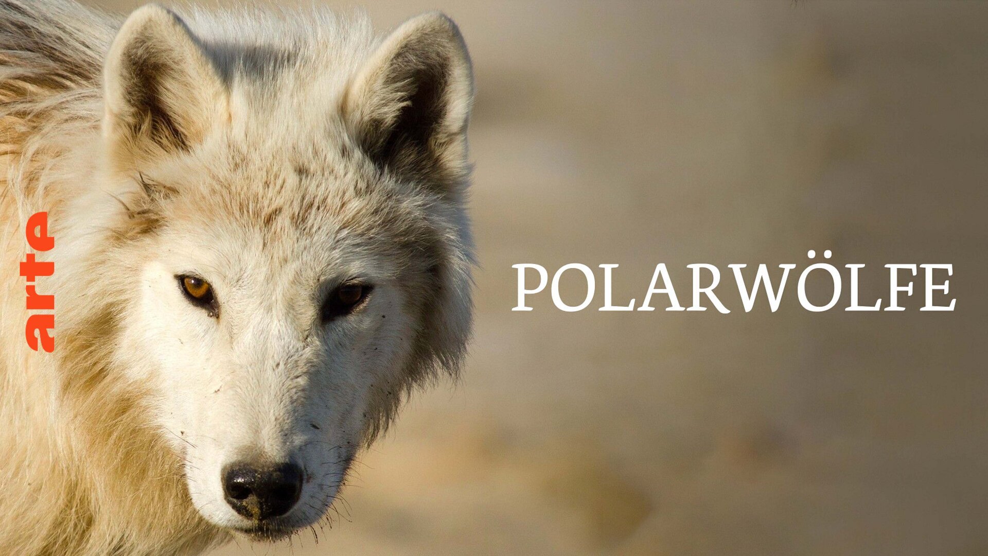 La meute, c'est sacré