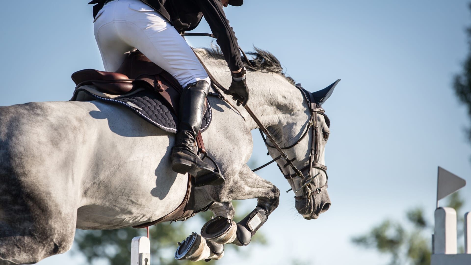 Equitation : The Dutch Masters