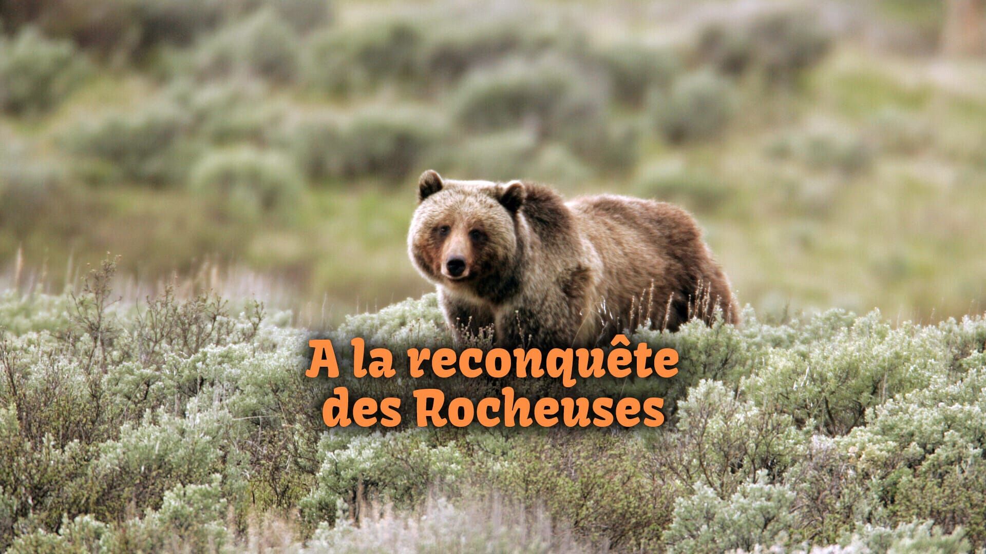 Des terres d'accueil pour les bisons