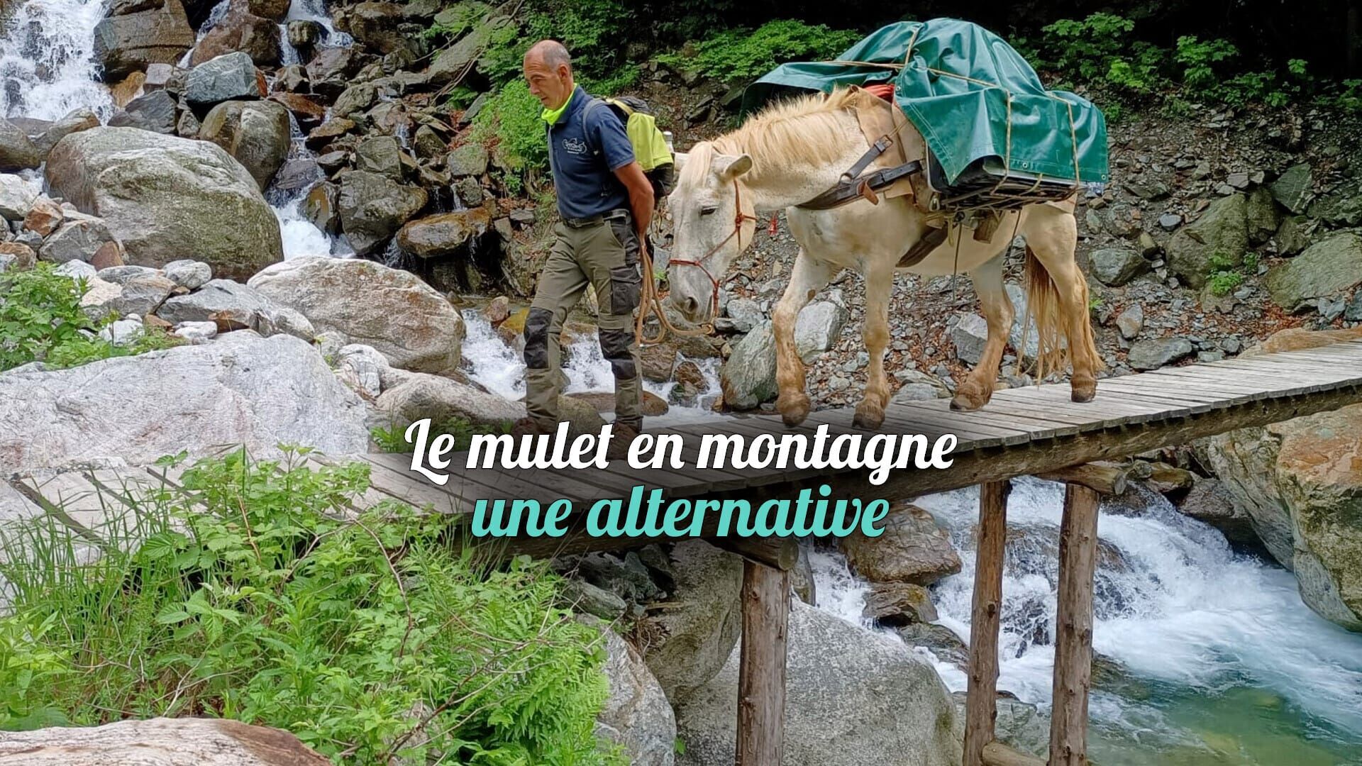 Le mulet en montagne, une alternative