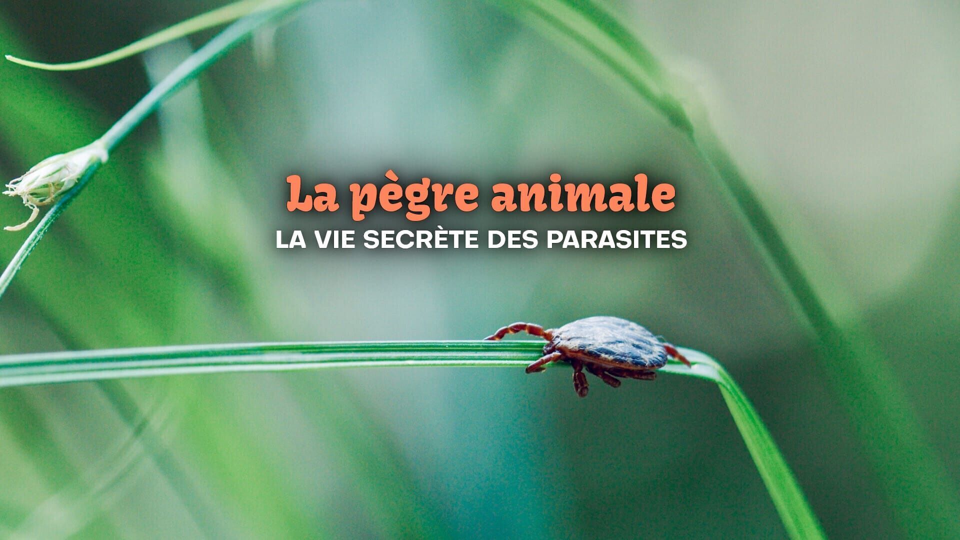 La pègre animale : La vie secrète des parasites
