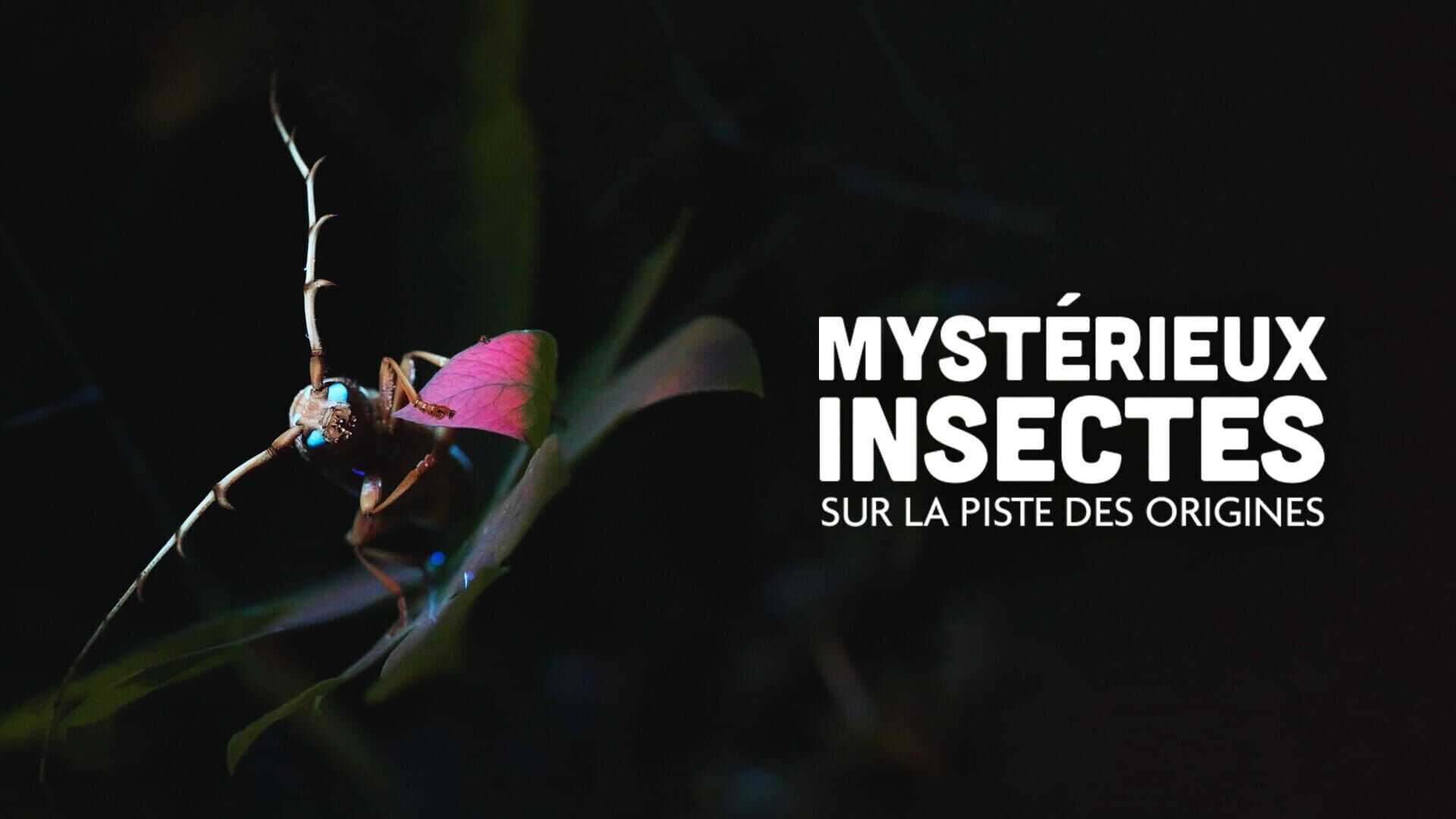 Mystérieux insectes, sur la piste des origines