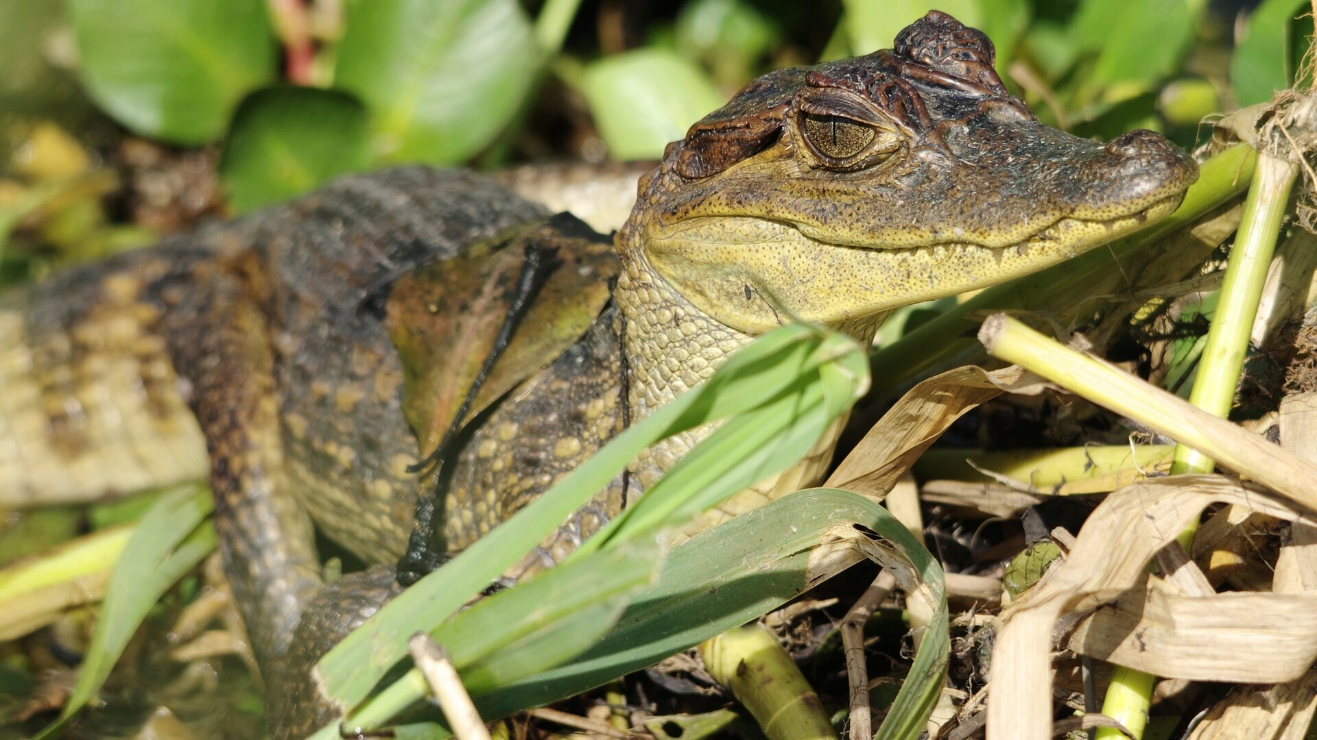 Déluge en Amazonie
