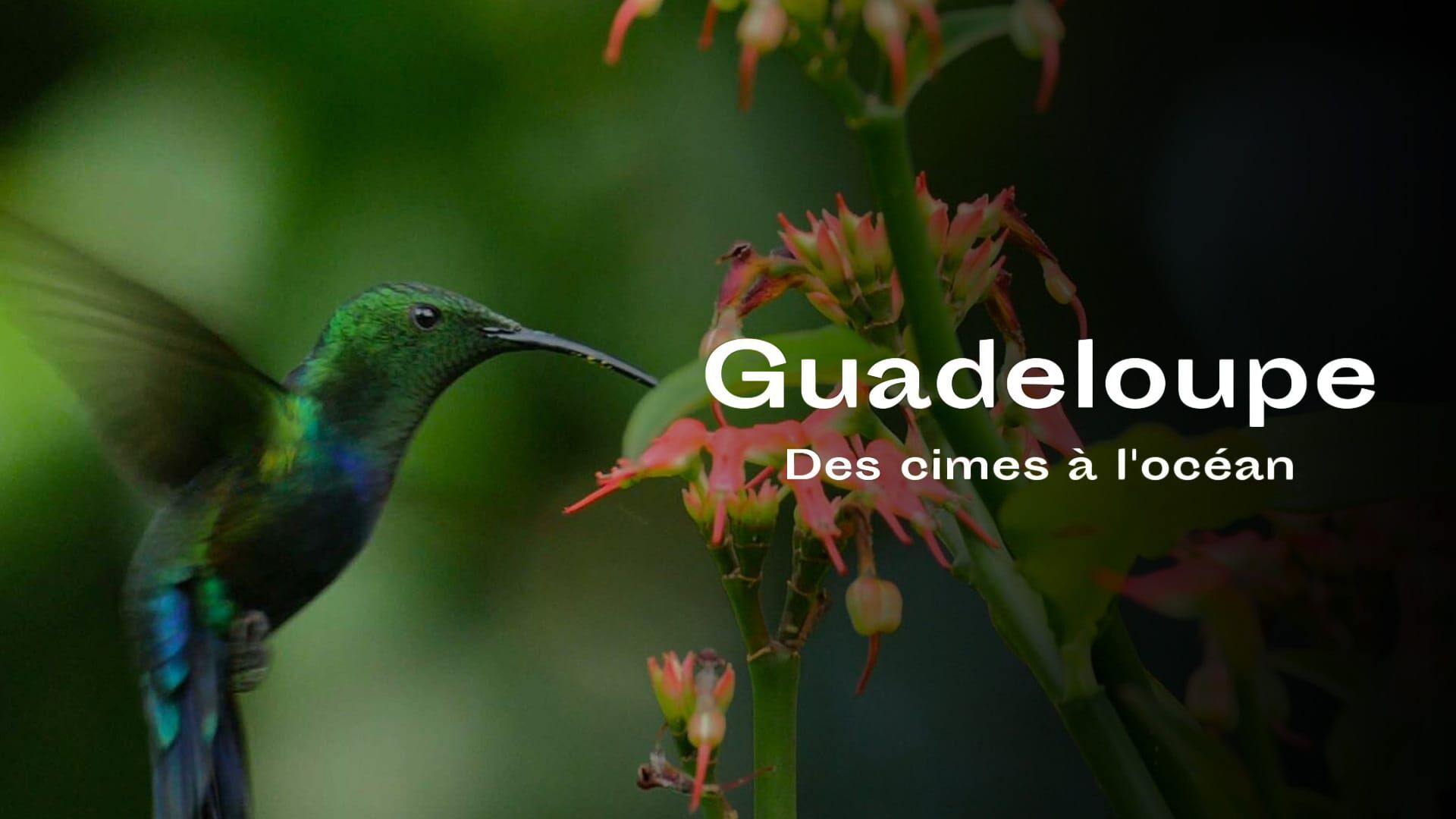 Guadeloupe, des cimes à l'océan