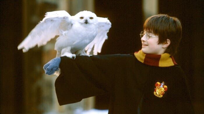 Harry Potter à l'école des sorciers sur TMC