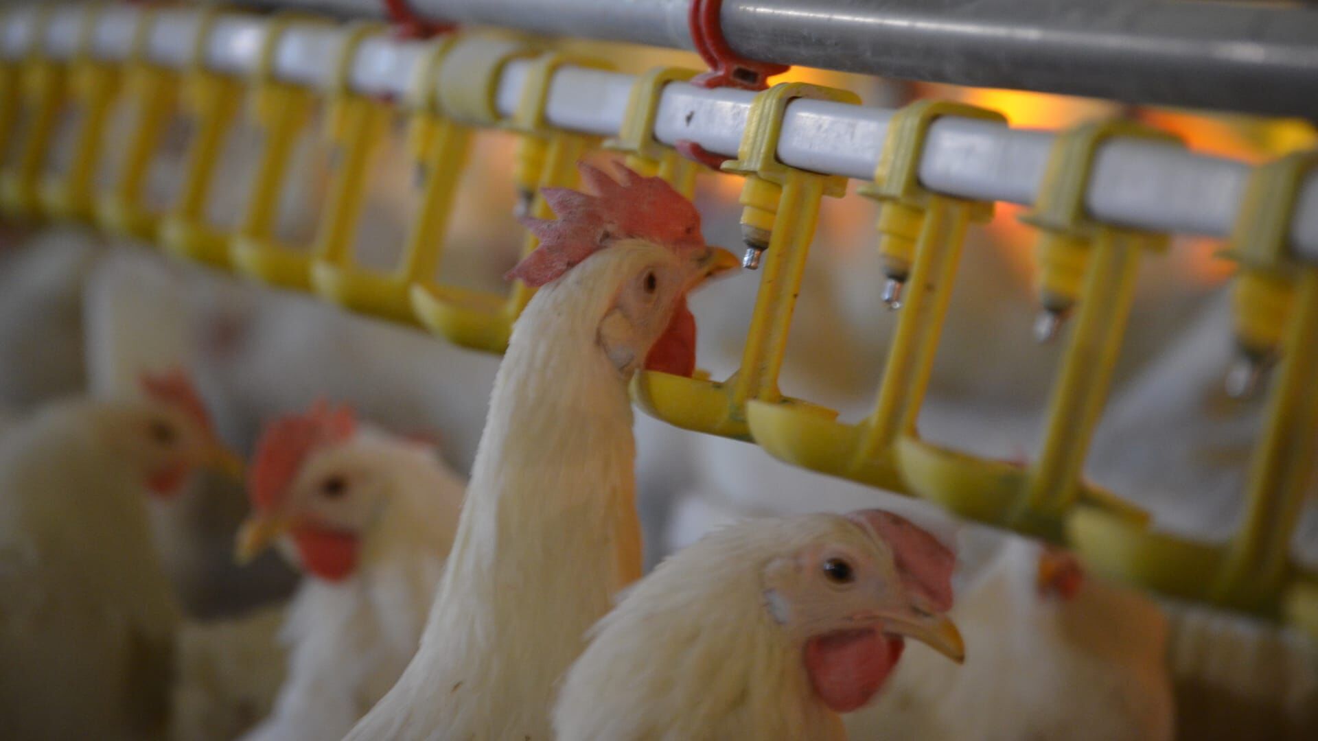 Un village et un million de poulets