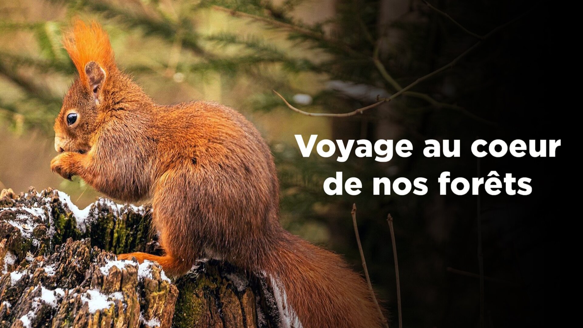 Sous les arbres, le changement