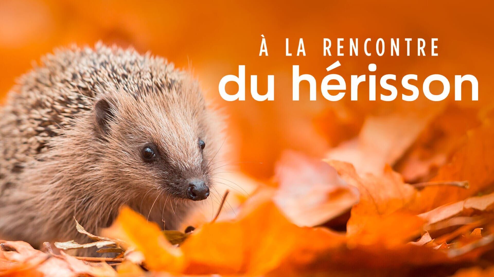 A la rencontre du hérisson