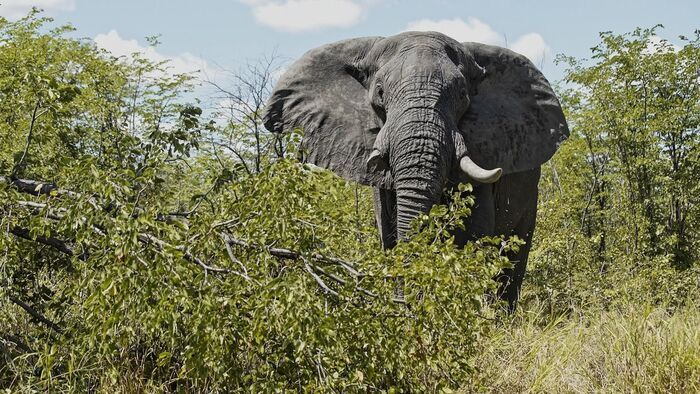 La savane