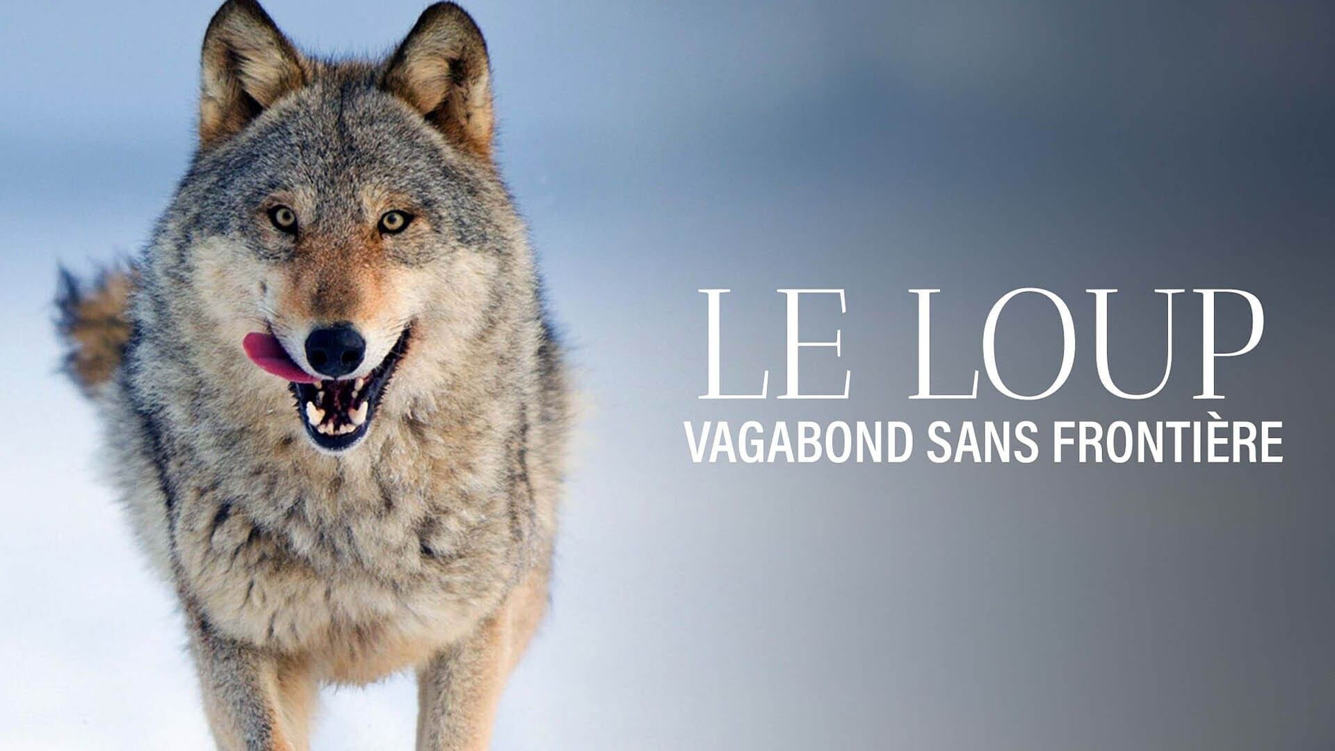 Le loup, un vagabond sans frontière