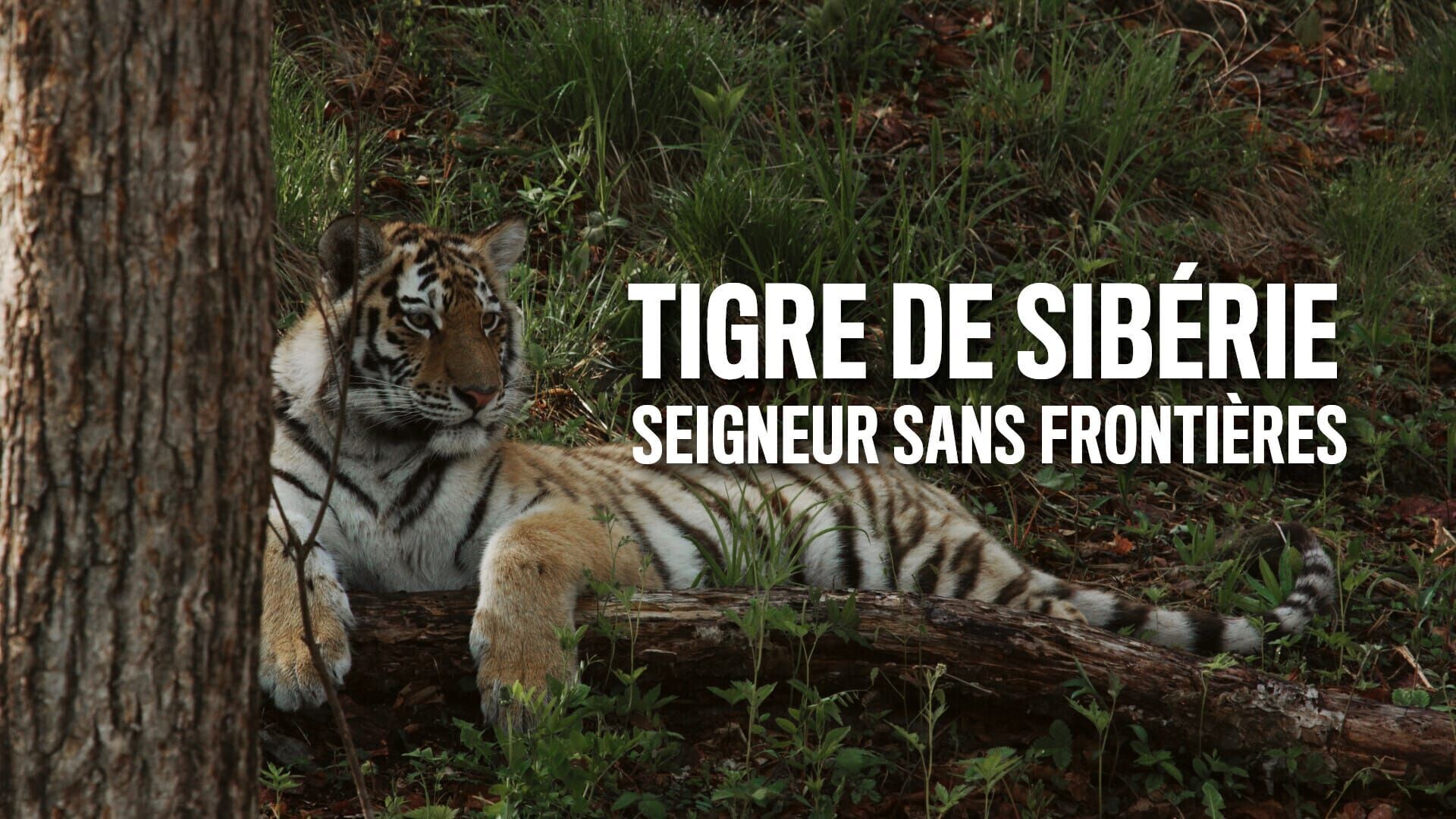 Tigre de Sibérie, seigneur sans frontières