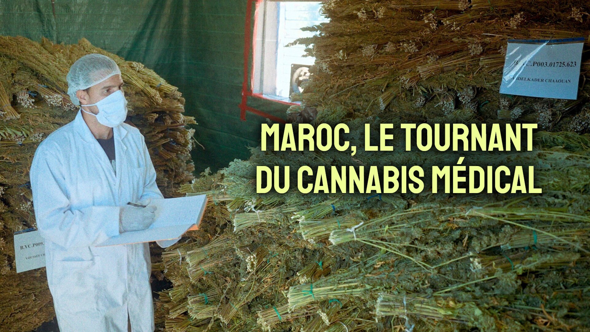 Maroc, le tournant du cannabis médical
