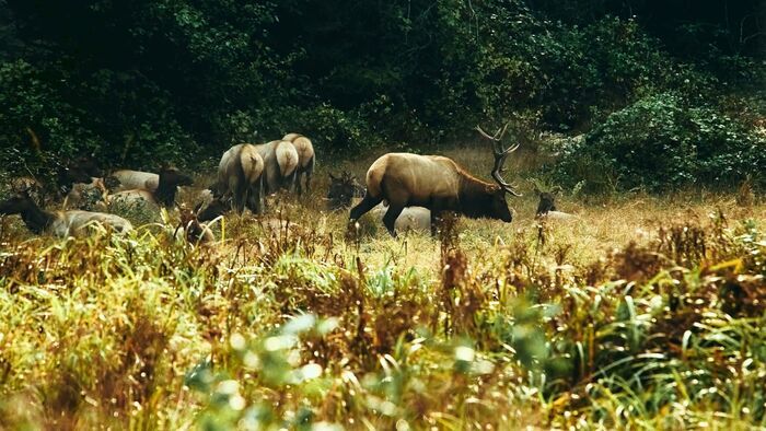 Le wapiti de Roosevelt