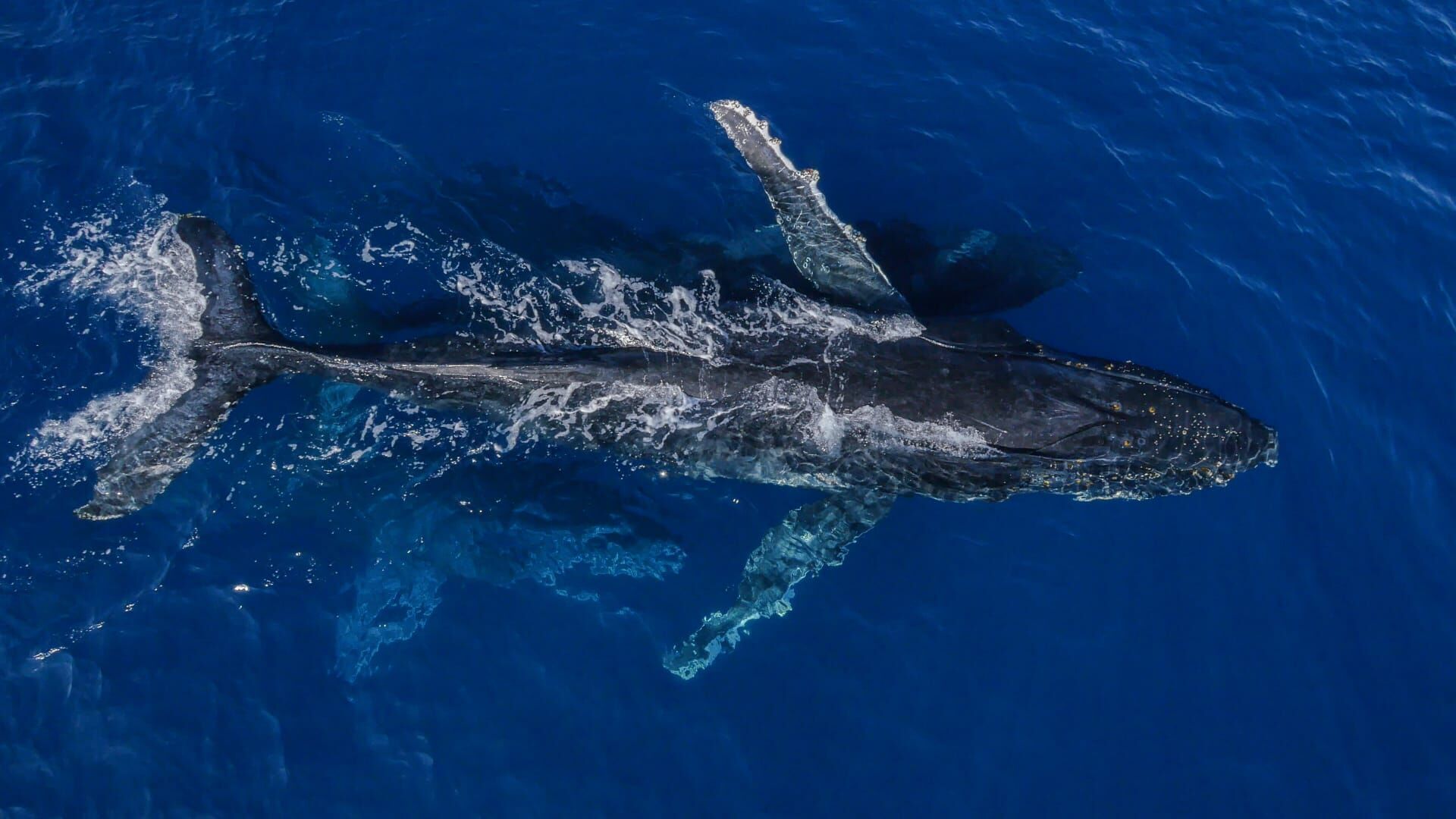 La femme qui murmure à l'oreille des baleines