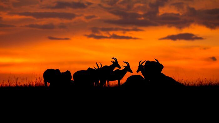 Peur sur la savane