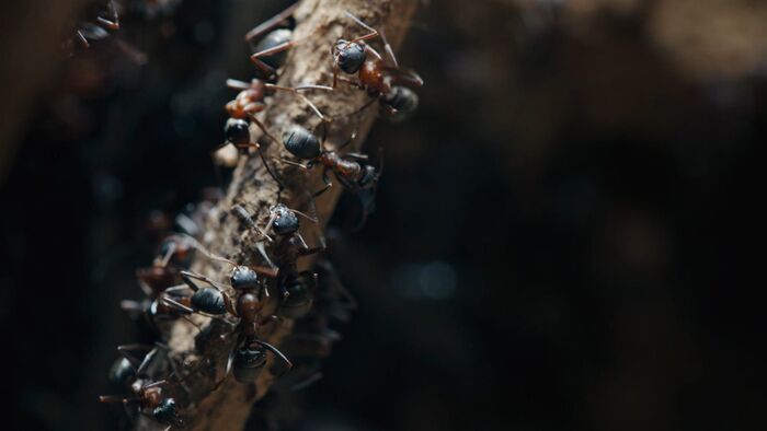 Les fourmis