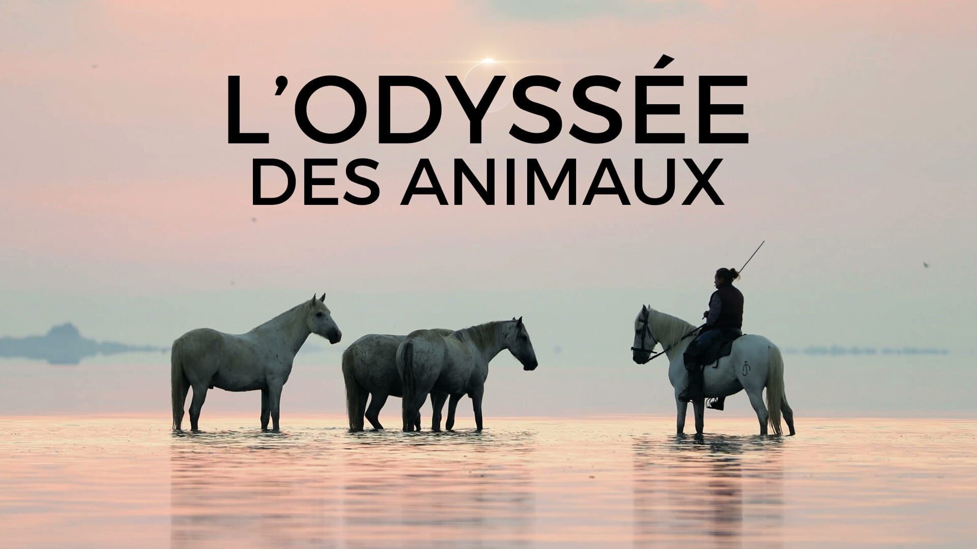 Le voyage du cheval d'Eurasie