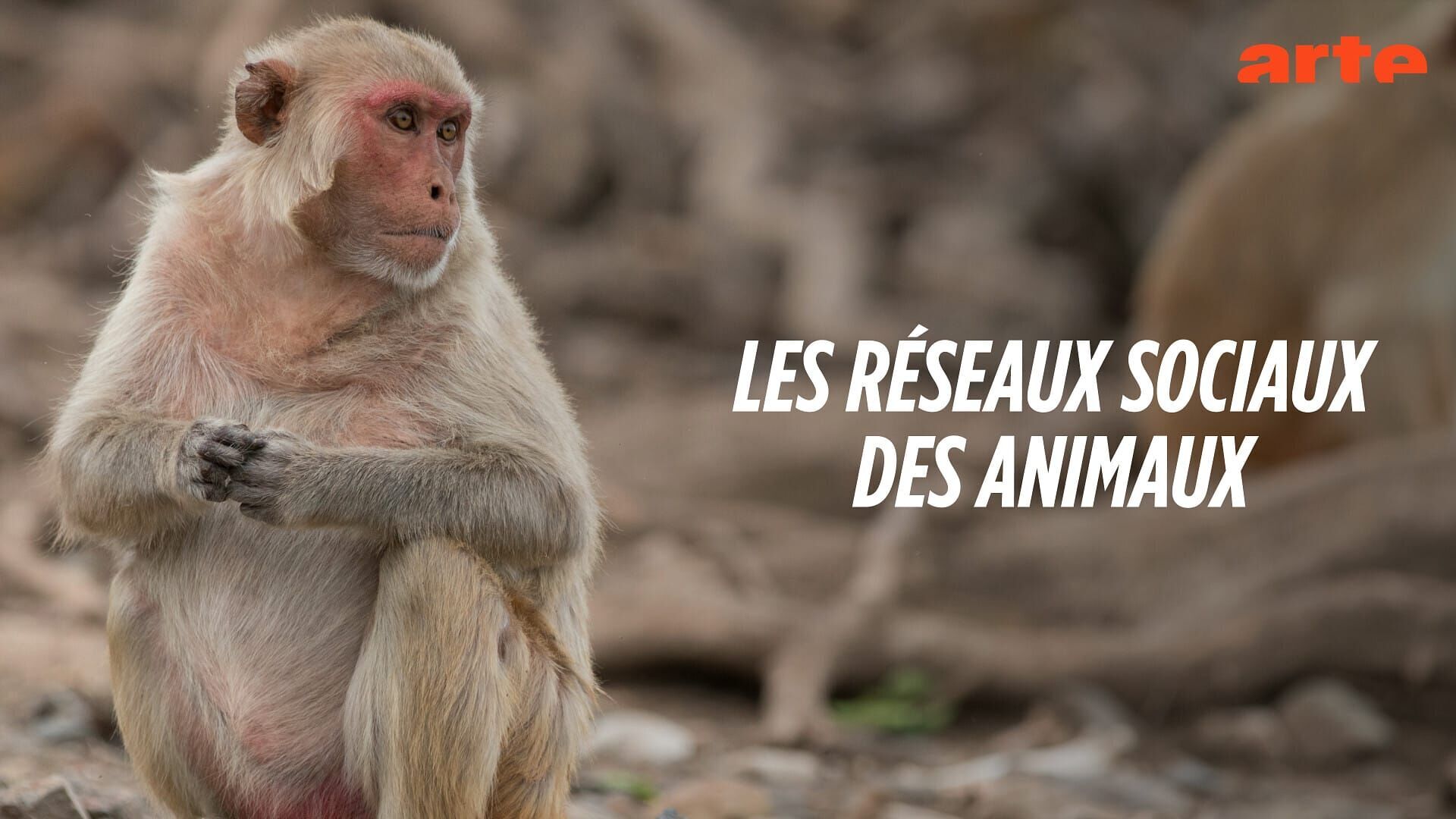 Suivre les traditions