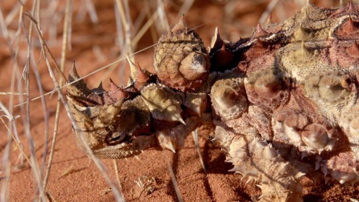 Outback Deserts