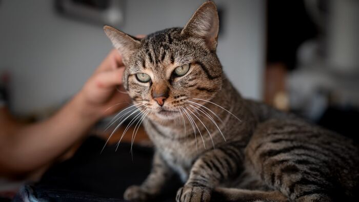 Un lion dans le salon