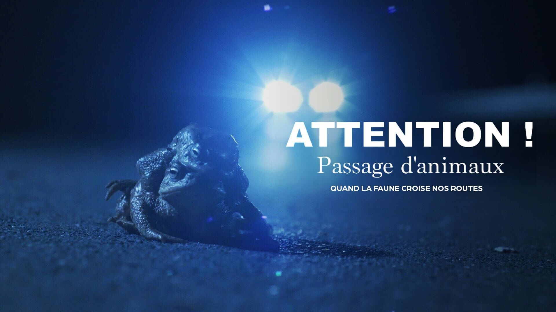 Attention ! Passage d'animaux : Quand la faune croise nos routes
