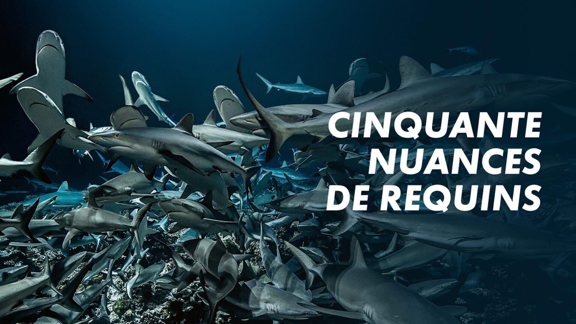 Cinquante nuances de requins
