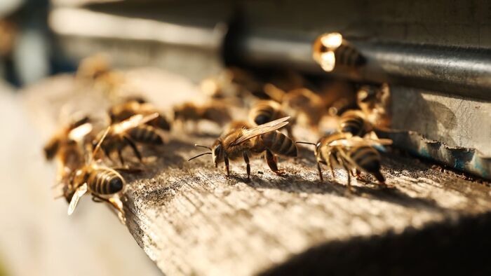 La reproduction des abeilles