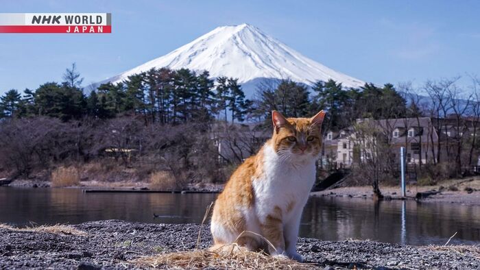 Yamanashi: Aiming for the Peak