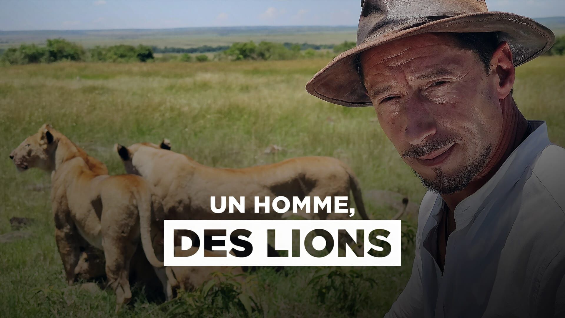 Les rois lions