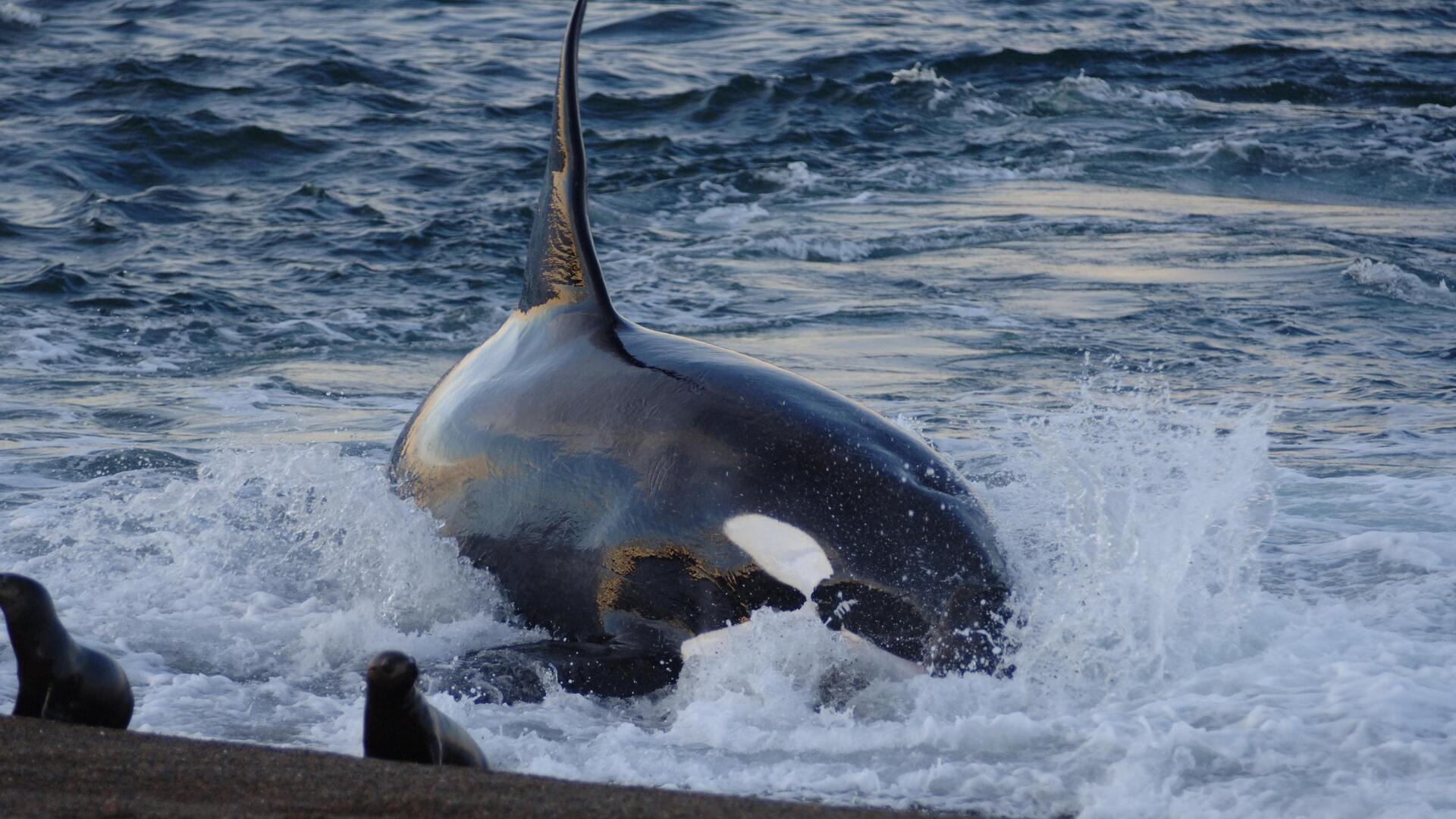 A l'école des baleines tueuses