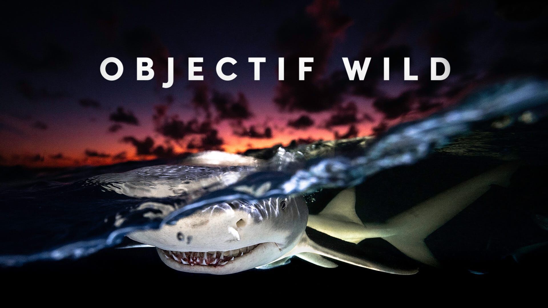 Face à face avec les requins