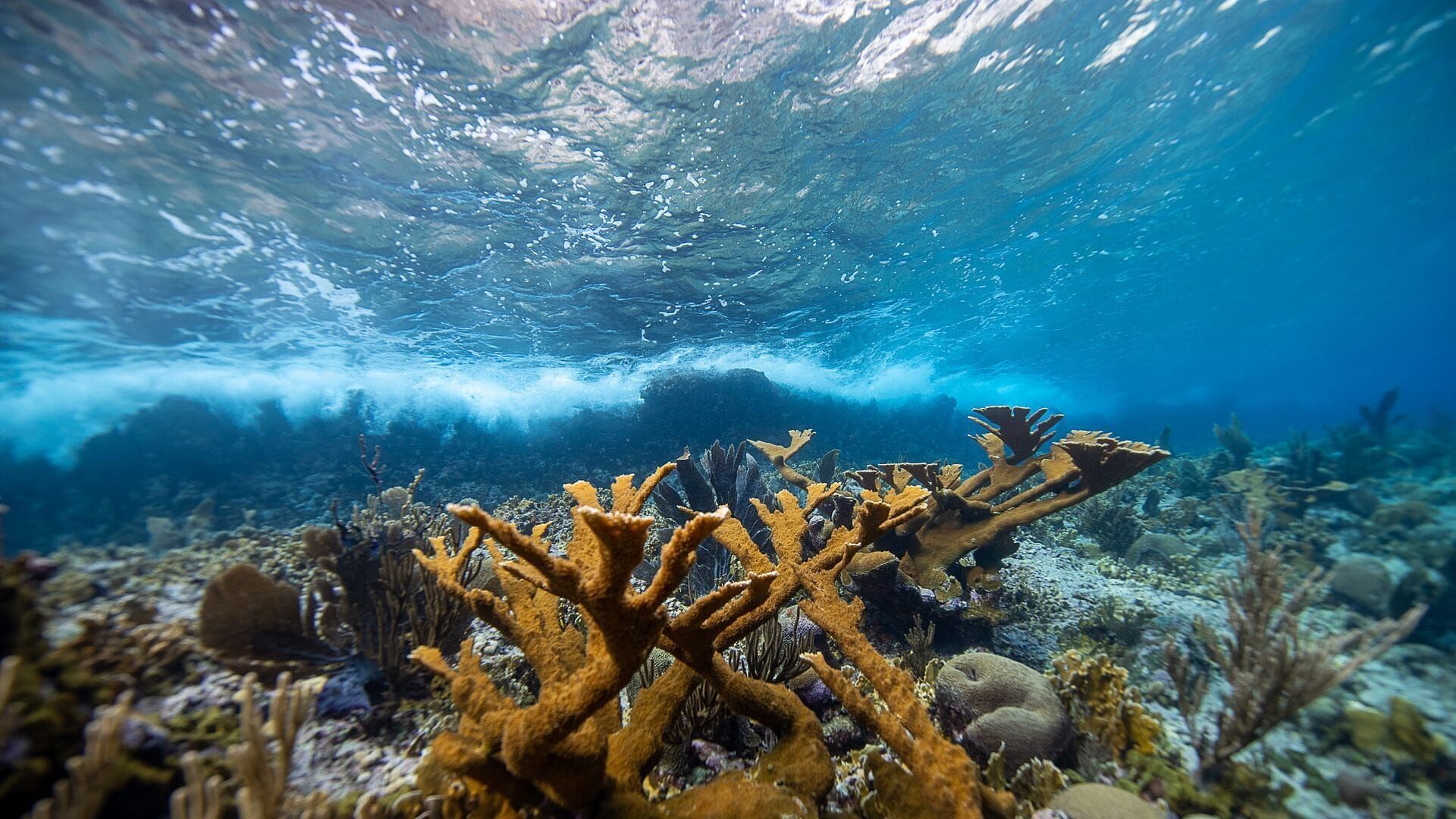 Engagés pour le corail des Caraïbes