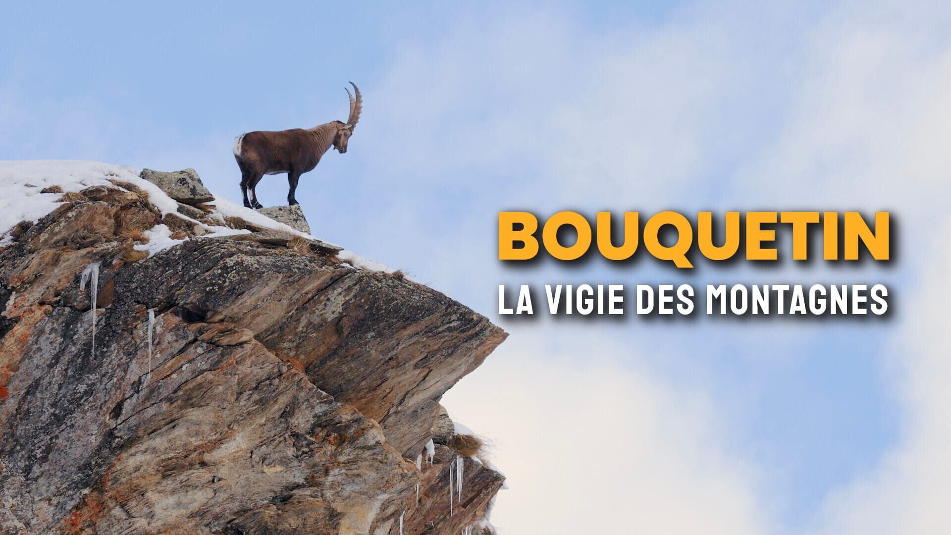 Bouquetin, la vigie des montagnes