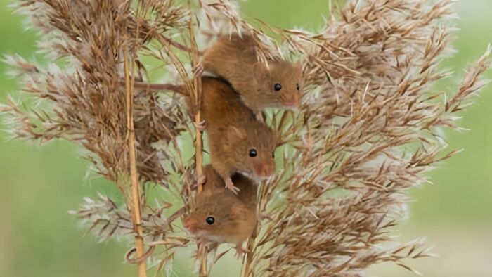 Aelia, la souris des moissons