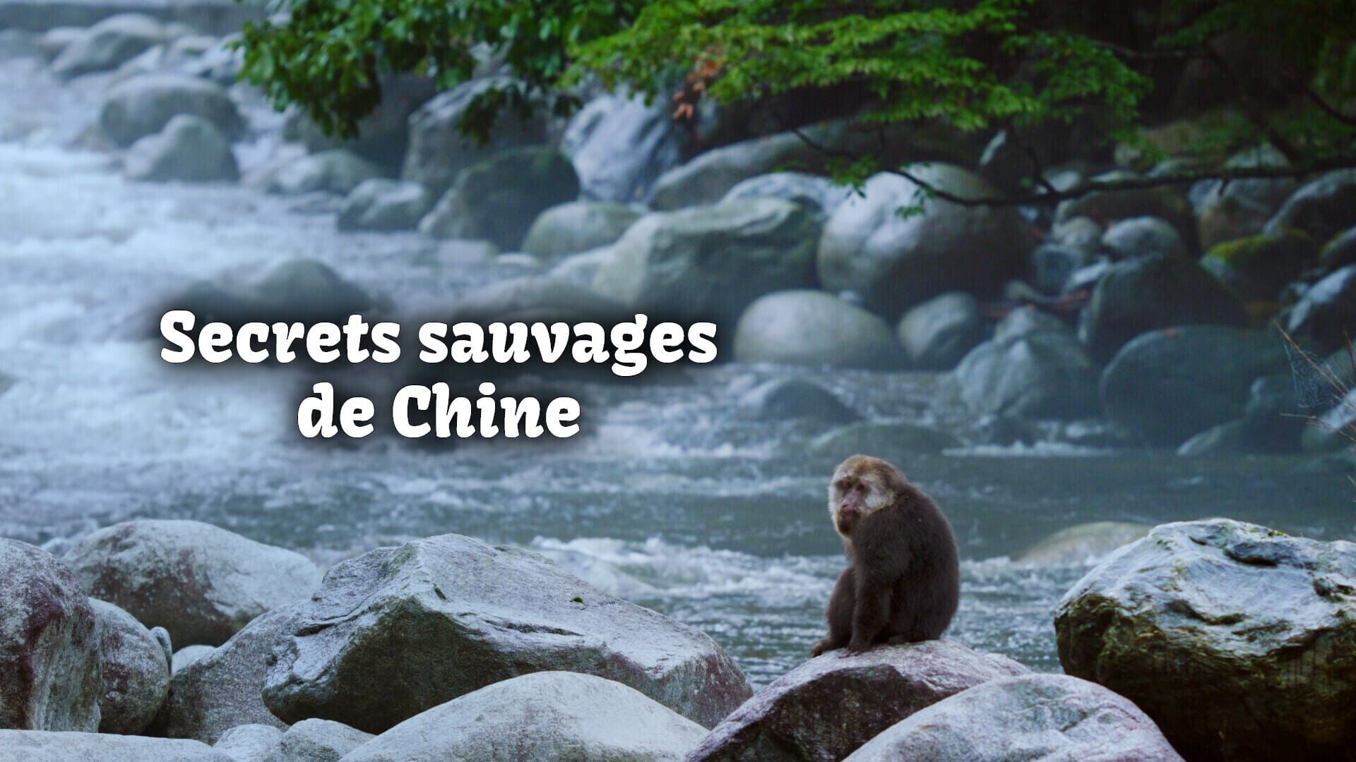Le royaume des pandas