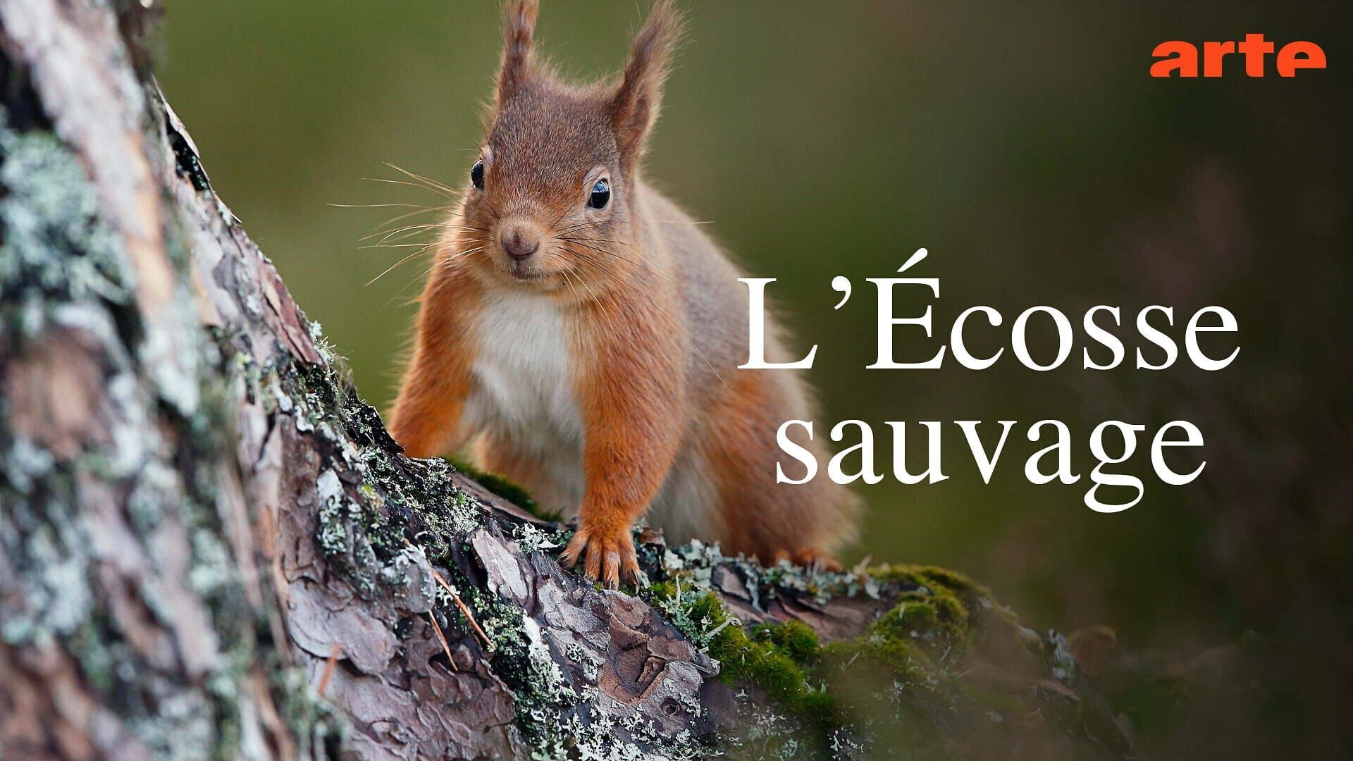 Wild Heart : Les riches heures d'un pin sylvestre écossais