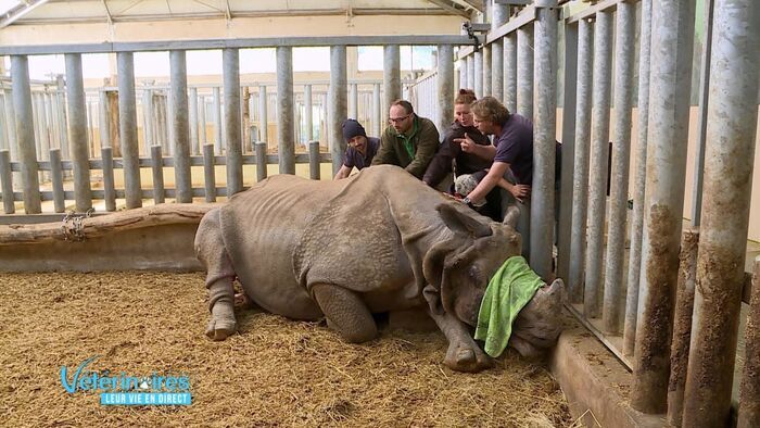 Attention, Sahib le rhino s'endort !