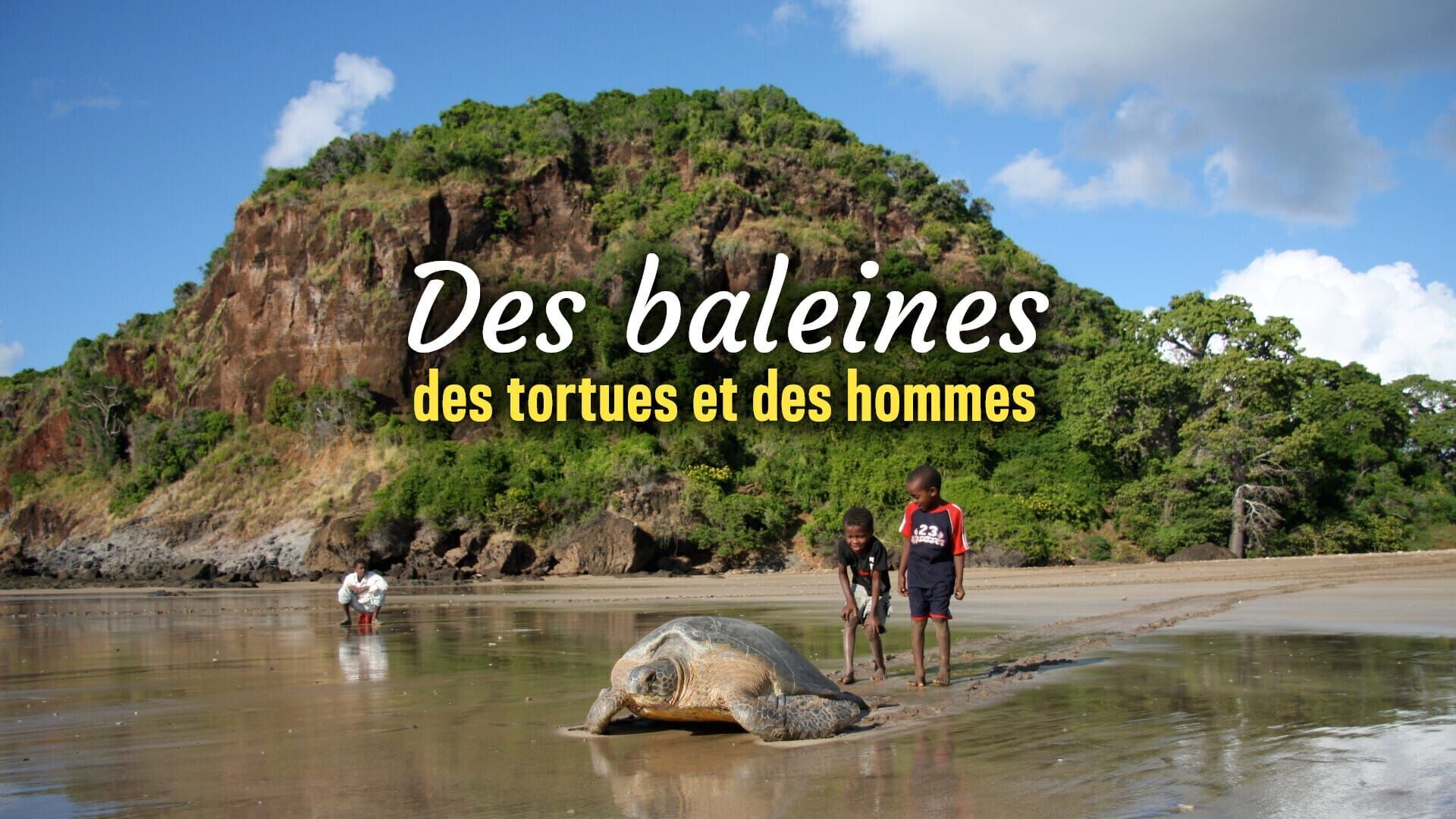 Des baleines, des tortues et des hommes