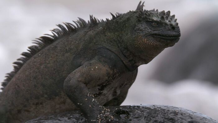 L'iguane marin des Galápagos : Une mystérieuse disparition