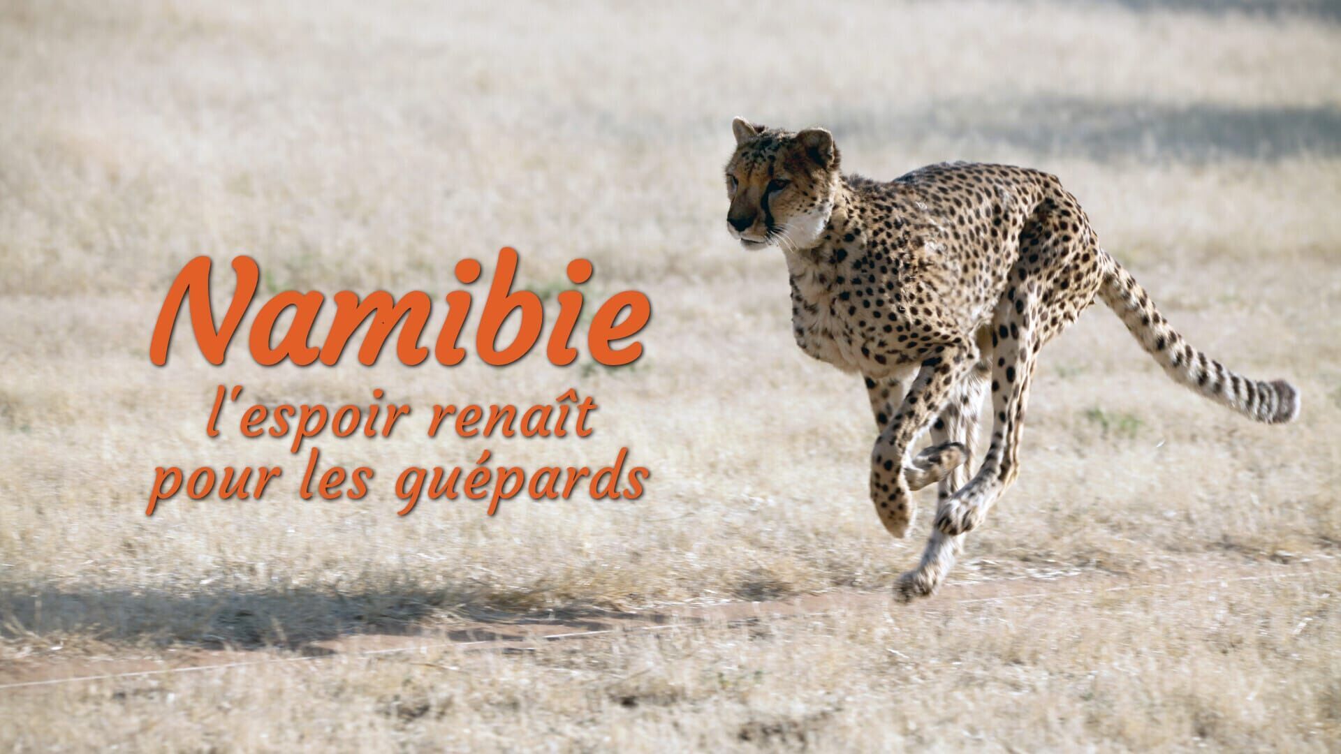 Namibie : l'espoir renaît pour les guépards
