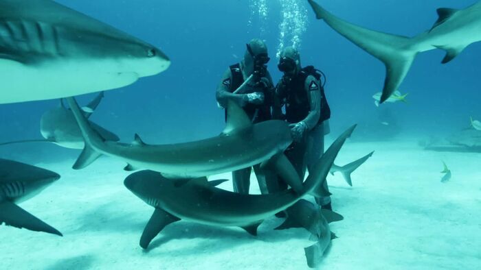 Les Bahamas