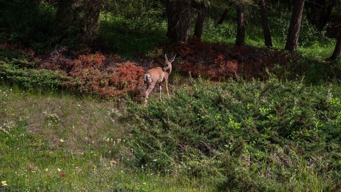 Une famille de chasseurs