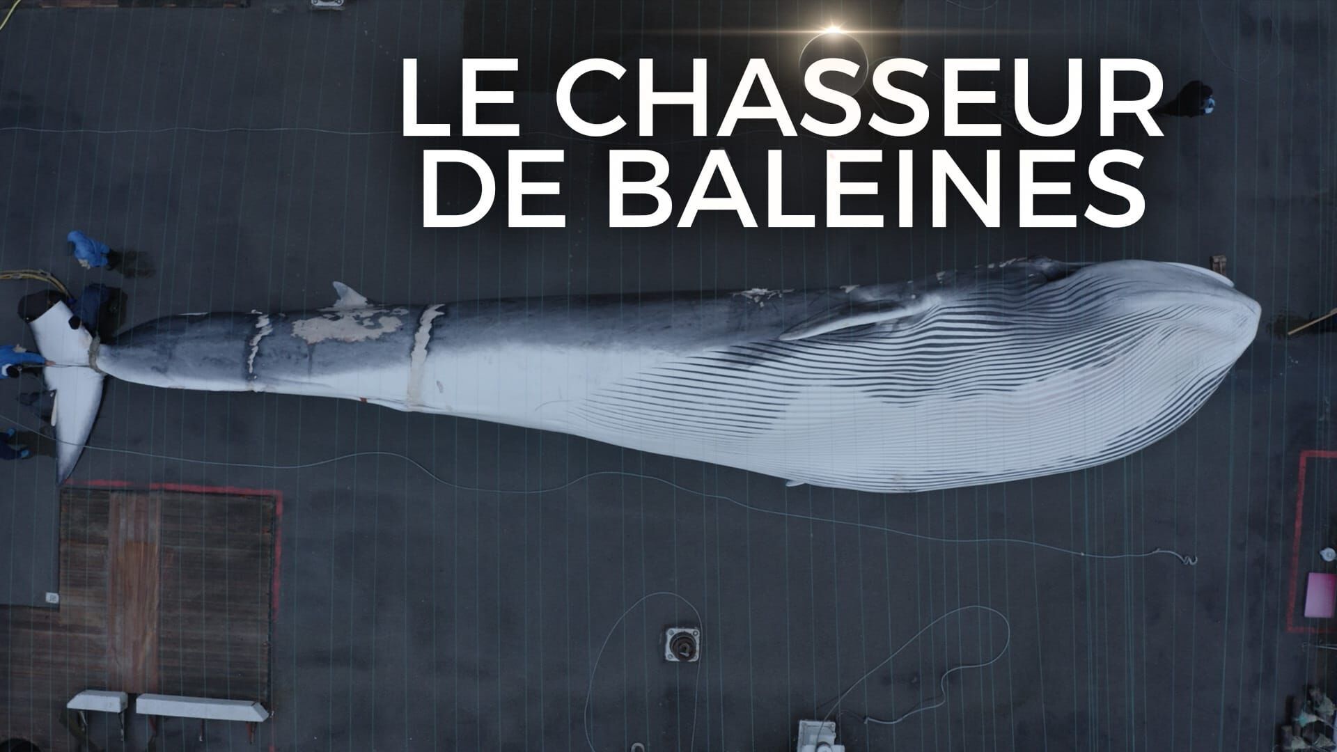 Le chasseur de baleines