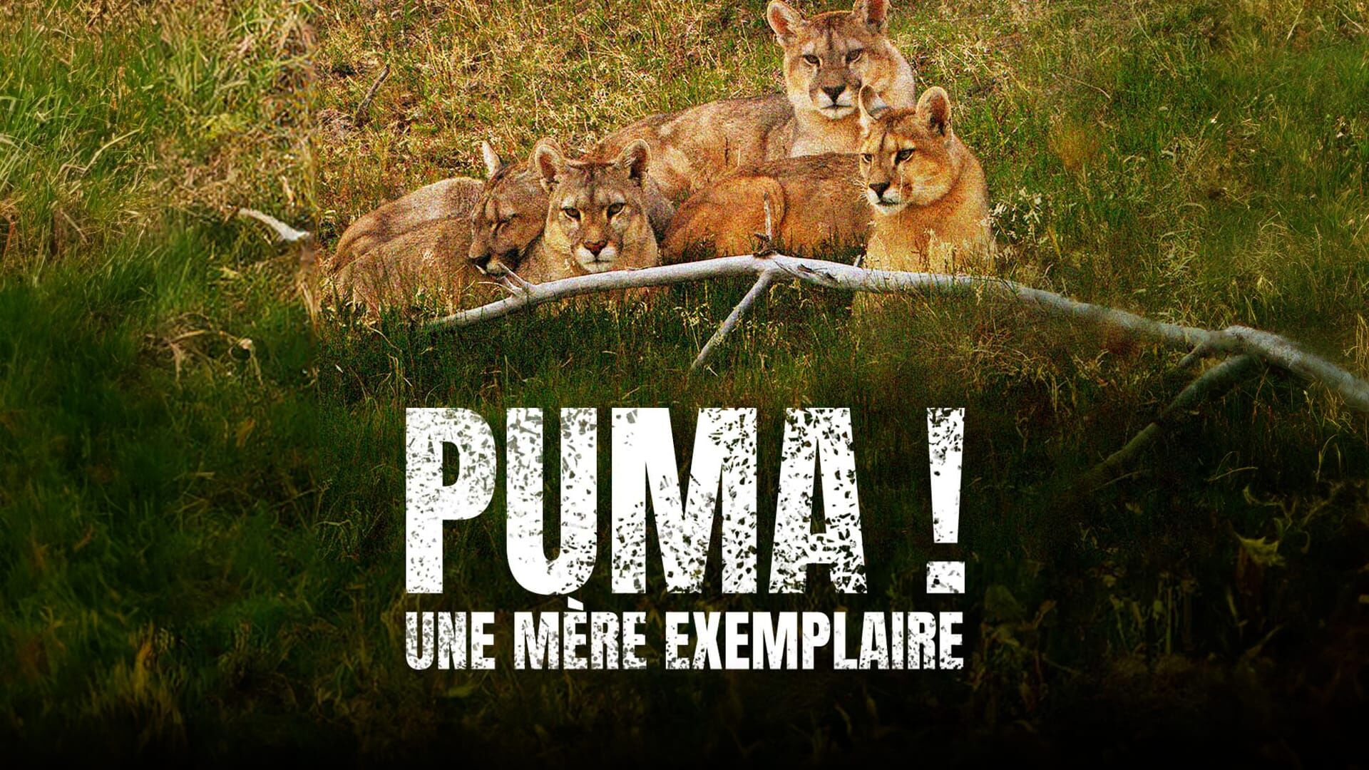 Puma, lion des Andes