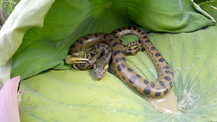 Bêtes de serpents