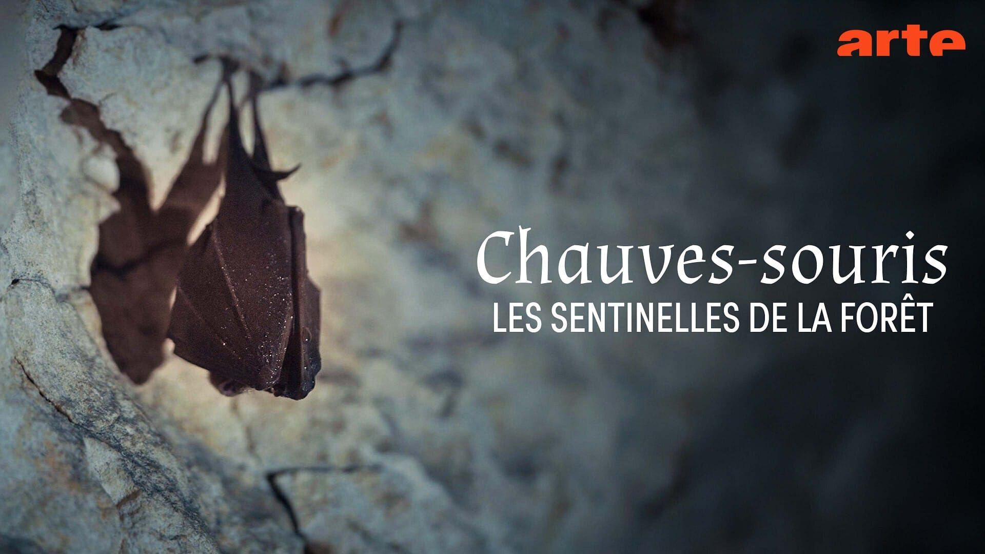Chauves-souris, les sentinelles de la forêt